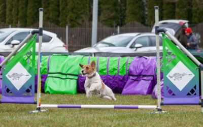 Jack Russell Terrier na zawodach frisbee